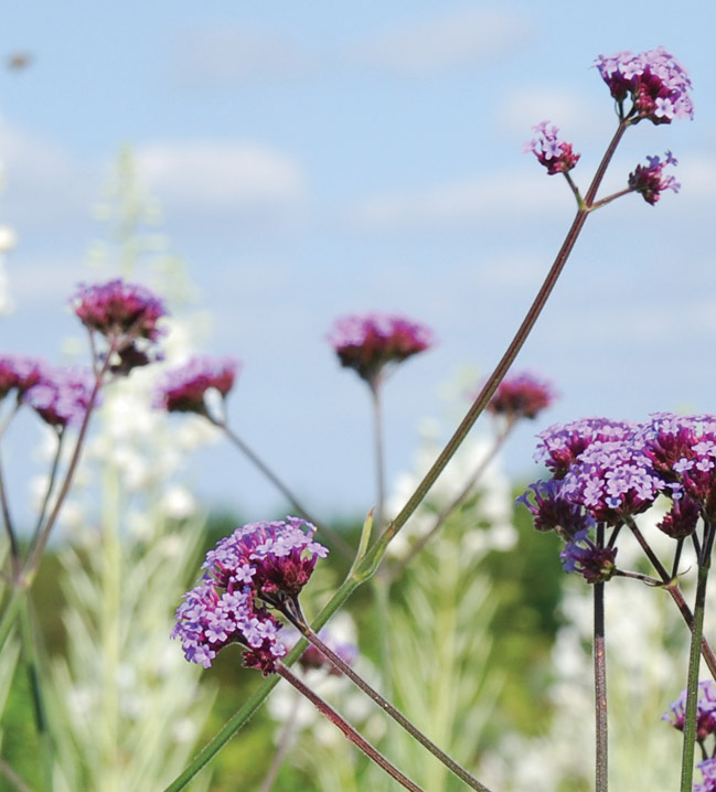 Horatio's Garden